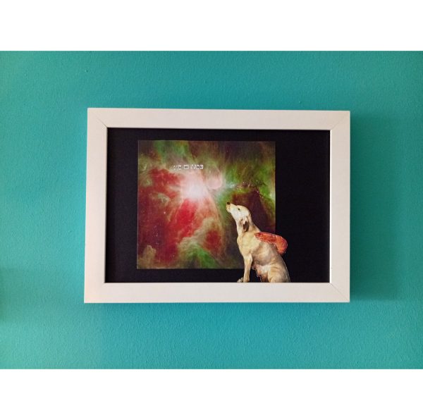 PerraGamba y el mensaje de las estrellas